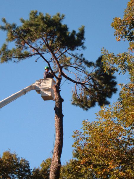 518336267_10165107530907437_3558378401798598647_n Arborist in a bucket lift trimming a tall pine against a clear blue sky, demonstrating professional tree removal and ISA‑certified family‑run tree service expertise