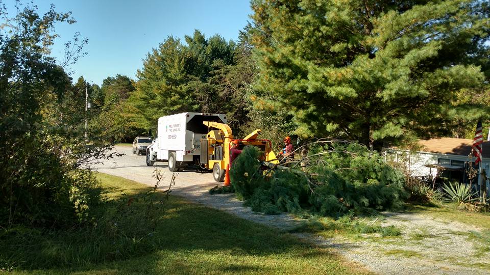 Grinder 468961692_10164071233317437_2108933896285176645_n Workers in safety gear feeding trimmed pine branches into a yellow wood chipper beside a white tree‑service truck on a gravel driveway, with stacked debris and residential trees in the yard.